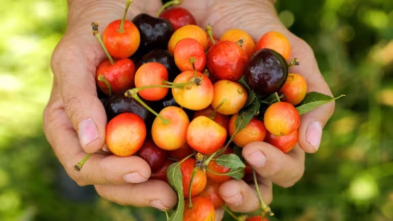 Cherries, Chef Missy, The French Magnolia, brasserie, restaurant, Bristol VA