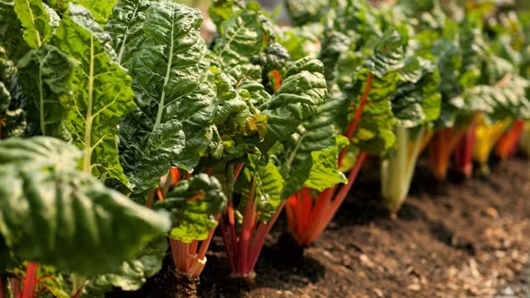 Greens Compost, Chef Missy, The French Magnolia, brasserie, restaurant