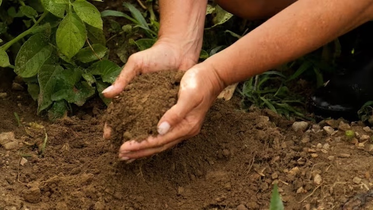 Soil Secrets, Chef Missy, The French Magnolia, brasserie, restaurant, Bristol VA